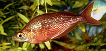 Image of Glossolepis incisa (Red rainbowfish)