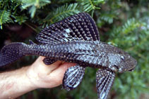 Image of Pterygoplichthys joselimaianus 