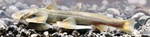 Image of Glaridoglanis verruciloba (Wart-lobed chiseled-tooth catfish)