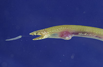 Image of Glenoglossa wassi (Angler snake eel)