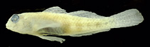 Image of Gnatholepis argus 