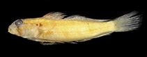 Image of Gnatholepis caudimaculata 