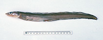 Image of Gnathophis longicauda (Little conger)