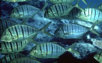 Image of Gnathanodon speciosus (Golden trevally)