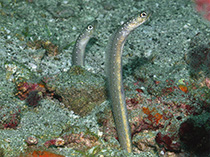 Image of Gorgasia barnesi (Barnes\