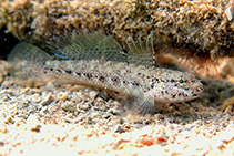 Image of Gobius couchi (Couch\
