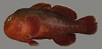 Image of Gobiodon fuscoruber (Brown-red coralgoby)