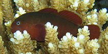 Image of Gobiodon fuscoruber (Brown-red coralgoby)