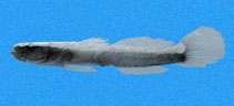 Image of Gobulus hancocki (Sandtop goby)