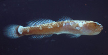 Image of Gobulus myersi (Paleback goby)