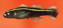 Image of Elacatinus xanthiprora (Yellowprow goby)
