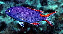 Image of Gracila albomarginata (Masked grouper)