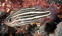 Image of Grammistes sexlineatus (Goldenstriped soapfish)