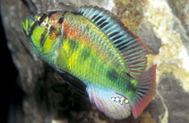 Image of Haplochromis aeneocolor 