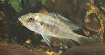 Image of Haplochromis fuelleborni (Fuelleborn\