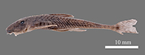 Image of Harttiella intermedia 
