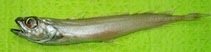 Image of Halargyreus johnsonii (Slender codling)