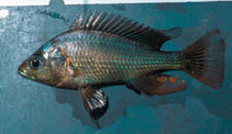 Image of Haplochromis nigripinnis 