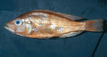 Image of Haplochromis paraguiarti 