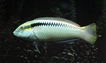 Image of Halichoeres scapularis (Zigzag wrasse)