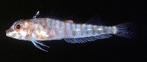 Image of Helcogramma capidata (Hooded triplefin)