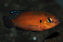 Image of Rubricatochromis exsul (Turkana jewel cichlid)