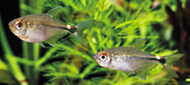 Image of Holopristis falsa (Head-and-tail-light fish)