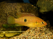 Image of Rubricatochromis letourneuxi (Jewel fish)