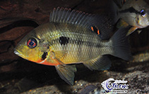 Image of Heterochromis multidens 