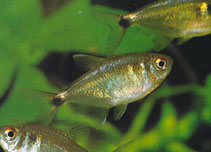 Image of Hemigrammus ocellifer (Head-and-taillight tetra)