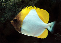 Image of Hemitaurichthys polylepis (Pyramid butterflyfish)