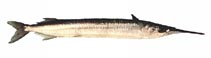 Image of Hemiramphus robustus (Three-by-two garfish)
