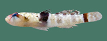 Image of Hetereleotris semisquamata (Semiscaly goggle goby)