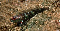 Image of Helcogramma vulcana (Volcano triplefin)