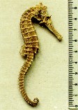 Image of Hippocampus angustus (Western spiny seahorse)