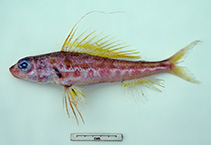 Image of Hime curtirostris (Shortsnout threadsail)