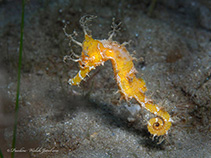 Image of Hippocampus erectus (Lined seahorse)