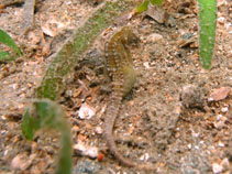 Image of Hippocampus mohnikei (Japanese seahorse)