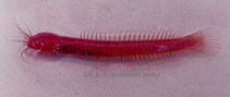 Image of Horaglanis krishnai (Indian blind catfish)