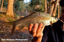 Image of Hypselobarbus dobsoni (Krishna carp)