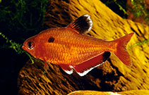 Image of Megalamphodus eques (Jewel tetra)