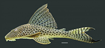 Image of Hypostomus gymnorhynchus 