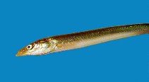 Image of Hyperoplus immaculatus (Greater sand-eel)