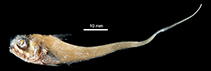 Image of Hymenocephalus iwamotoi 