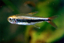 Image of Hyphessobrycon loretoensis (Loreto tetra)