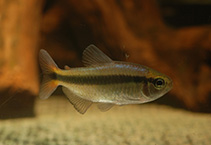 Image of Hyphessobrycon melanostichos 