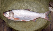 Image of Hypophthalmichthys molitrix (Silver carp)