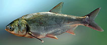Image of Hypophthalmichthys molitrix (Silver carp)