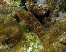 Image of Hypleurochilus multifilis (Featherduster blenny)