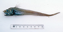 Image of Hymenocephalus nascens (Nascent membranehead)